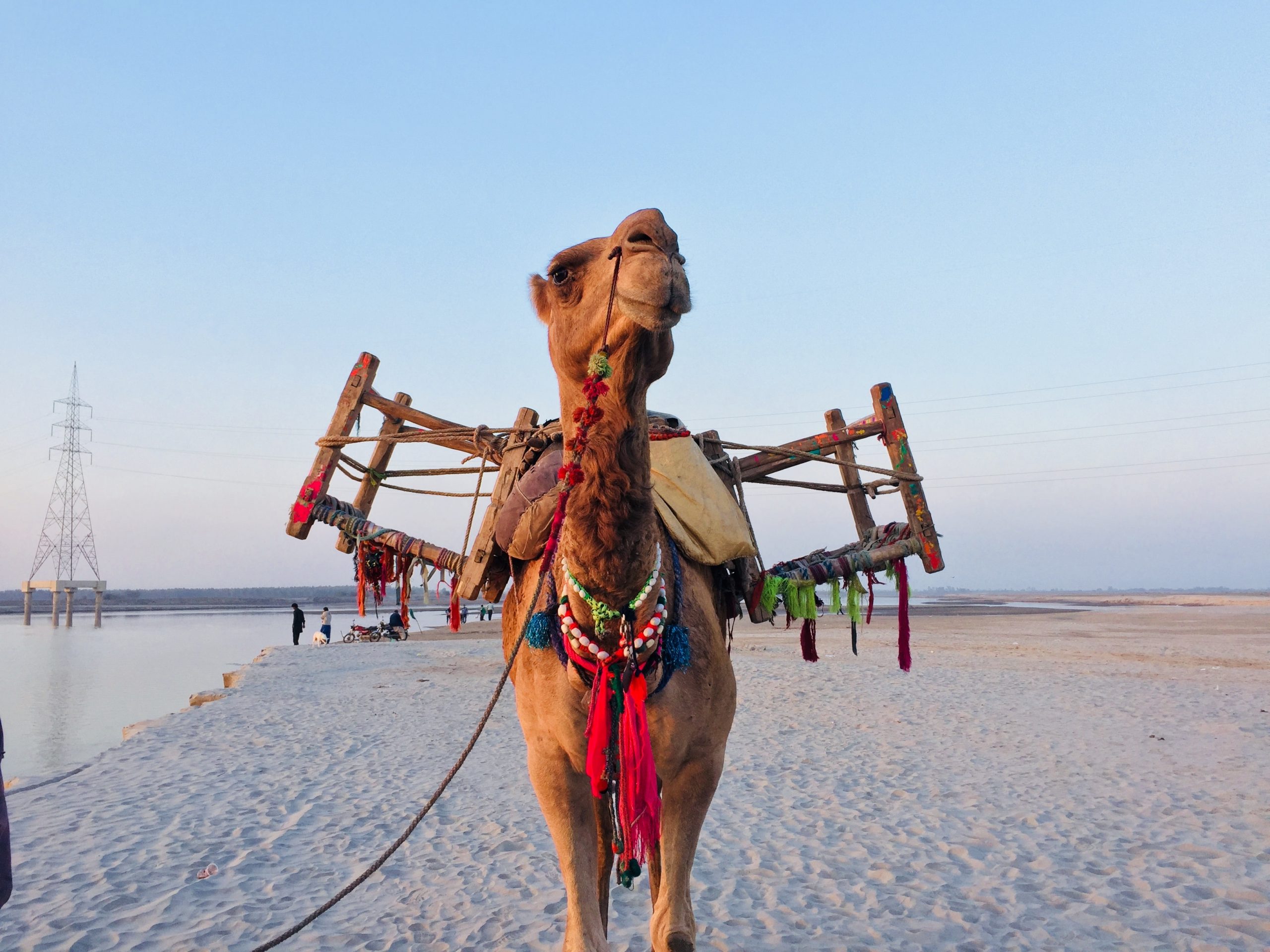 What to Expect When Riding Camels.